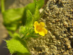 Image of fiddleneck