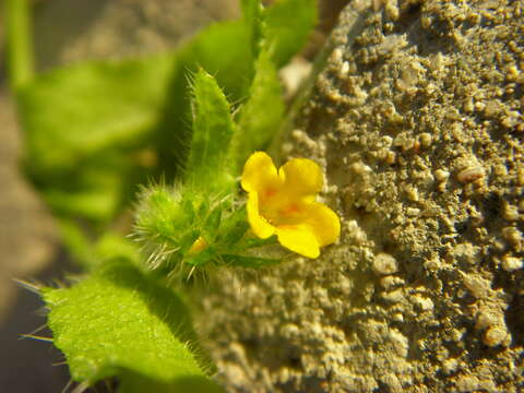 Image of Menzies' fiddleneck