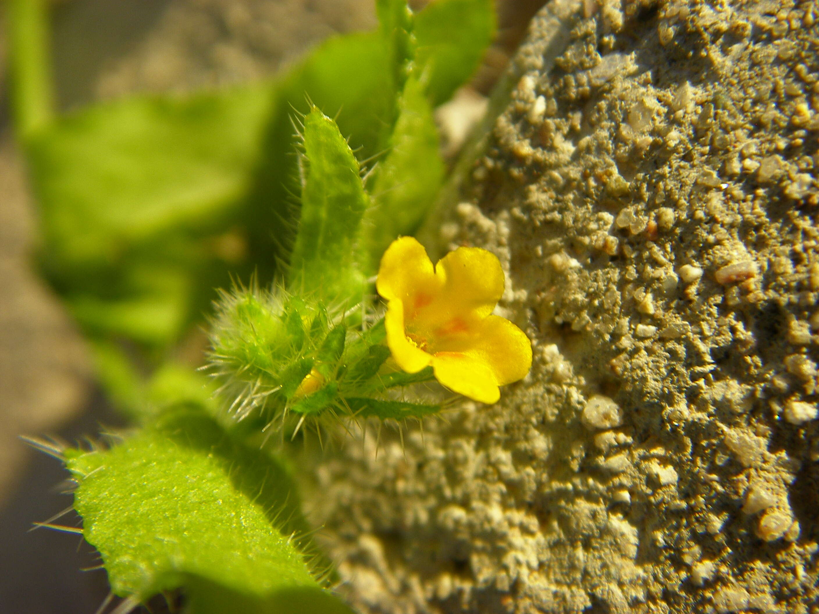 Image of fiddleneck