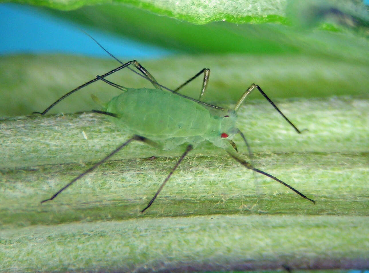 Image of Macrosiphoniella