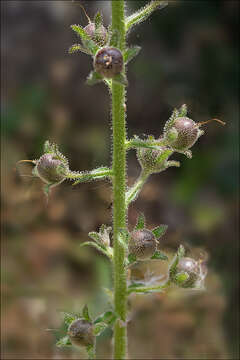 Image of moth mullein