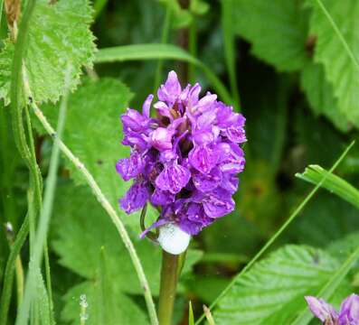 Image of Northern Marsh-orchid