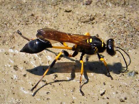 Image of mud daubers