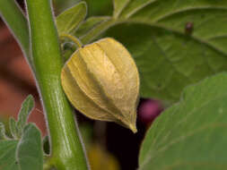 Image of groundcherry