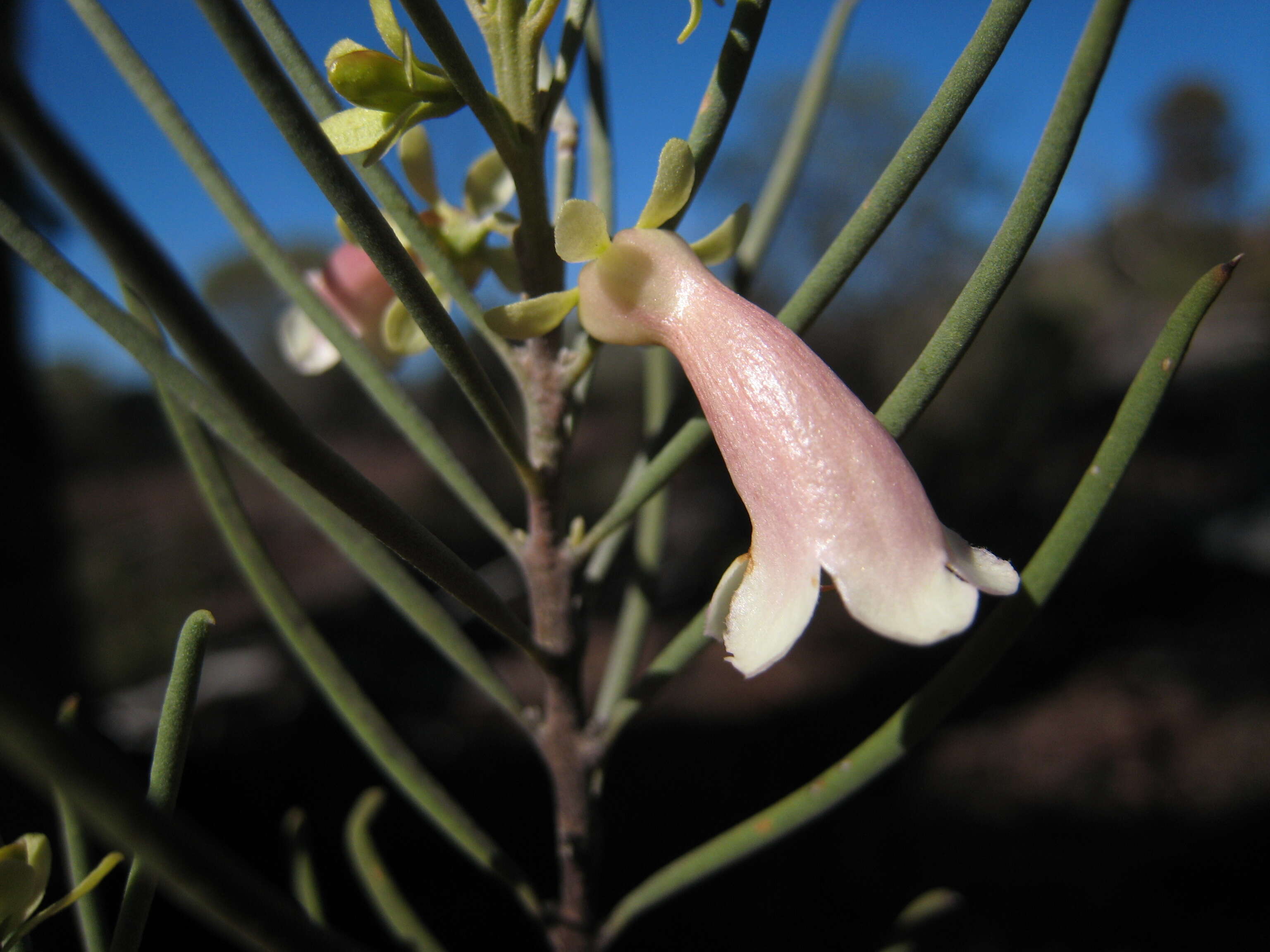 صورة Eremophila oppositifolia R. Br.