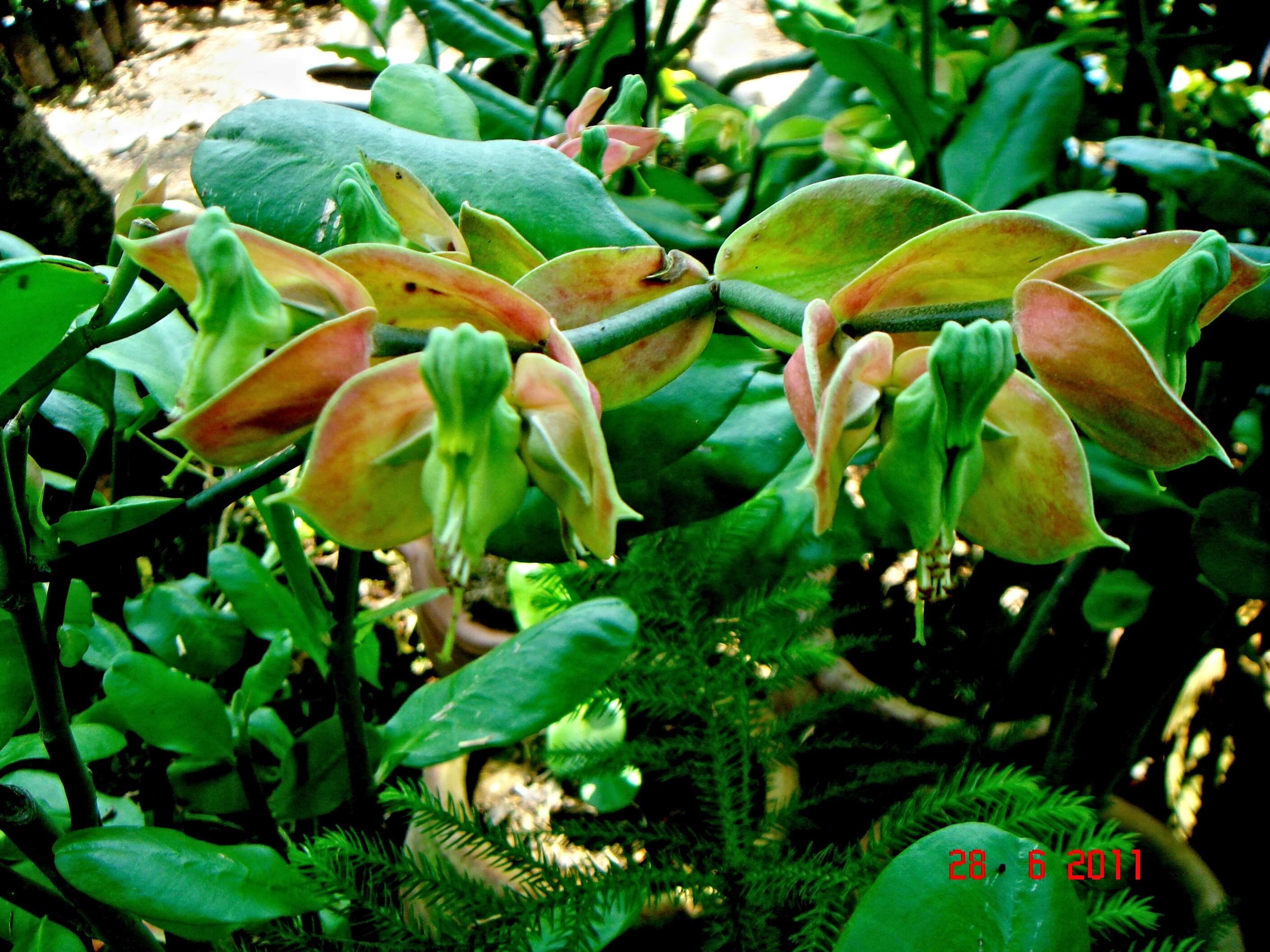 Слика од Euphorbia bracteata Jacq.