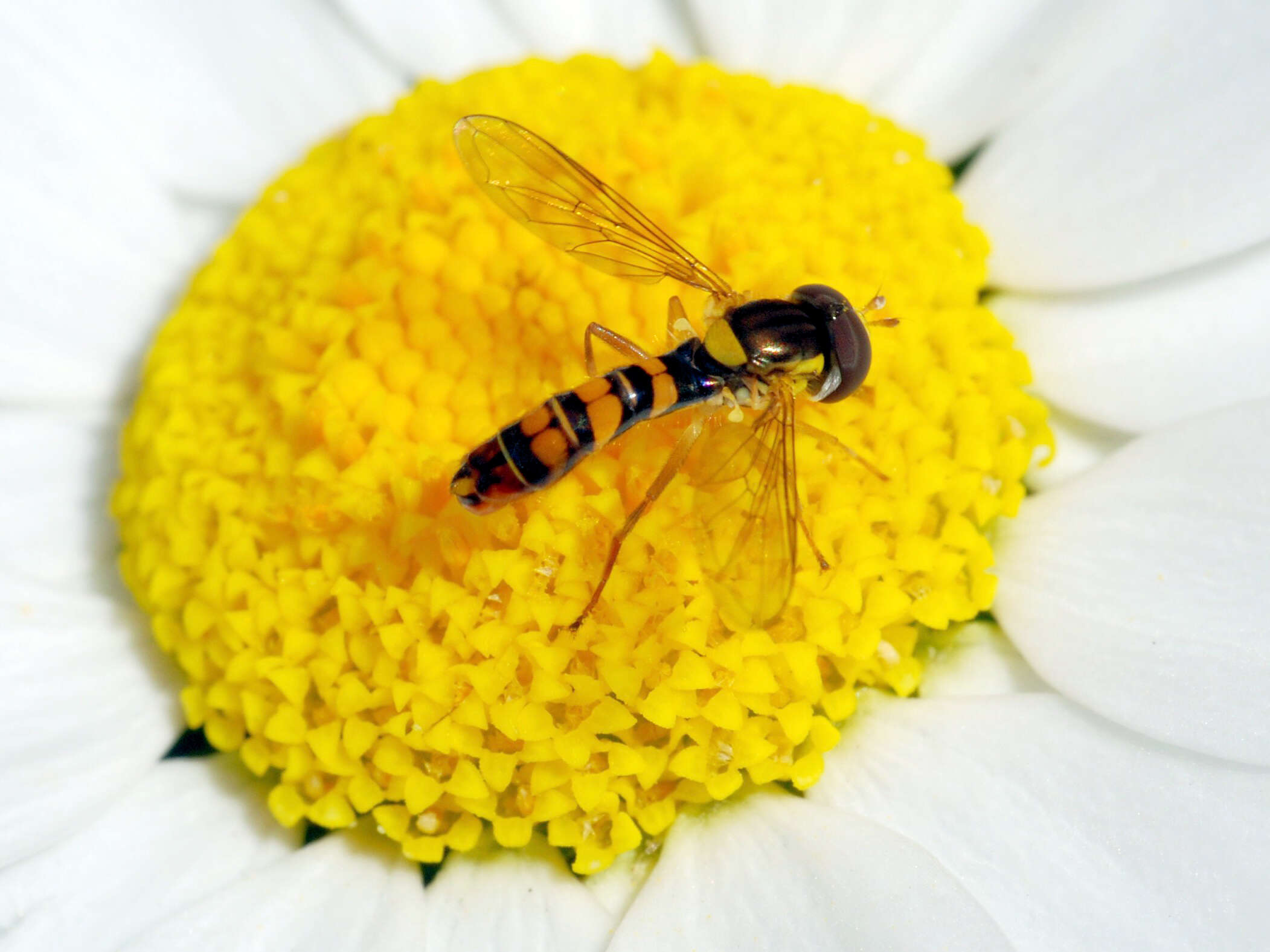 Image of Sphaerophoria macrogaster (Thomson 1869)