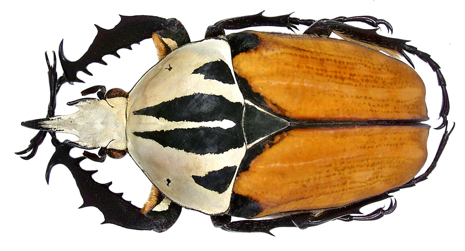 Image of Mecynorrhinella