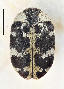 Image of Bostrichoidea