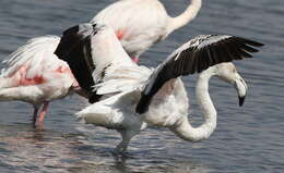 Imagem de Phoenicopterus roseus Pallas 1811