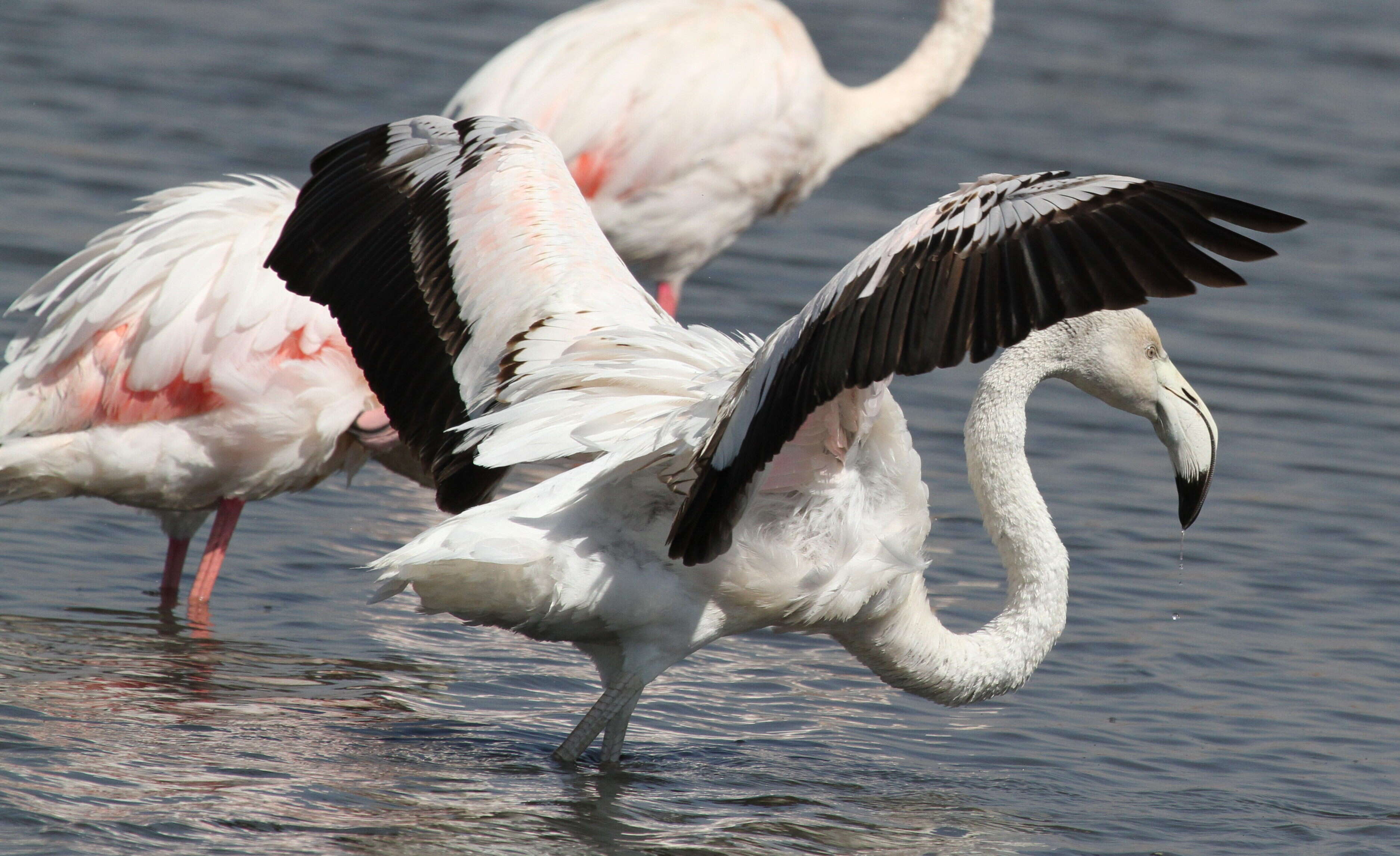 Imagem de Phoenicopterus Linnaeus 1758