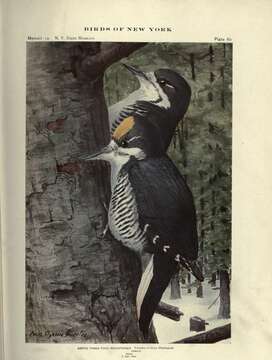 Image of pied woodpeckers