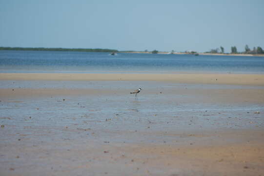 Image of spur-winged lapwing