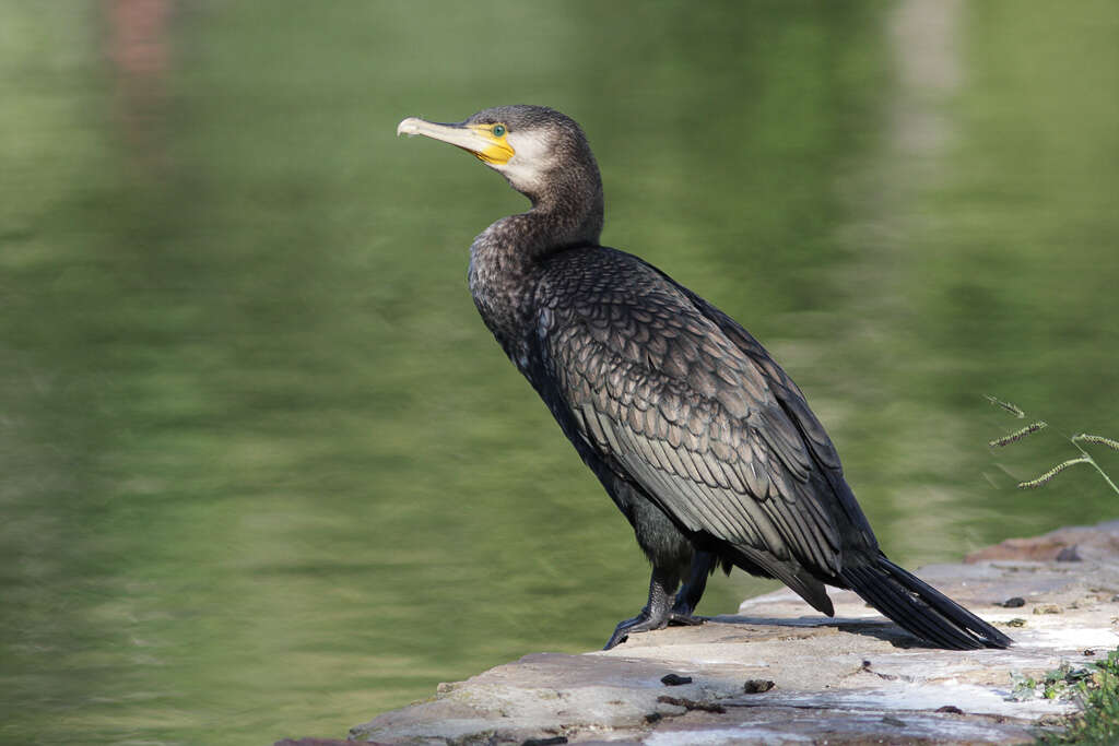 Image of Black Shag