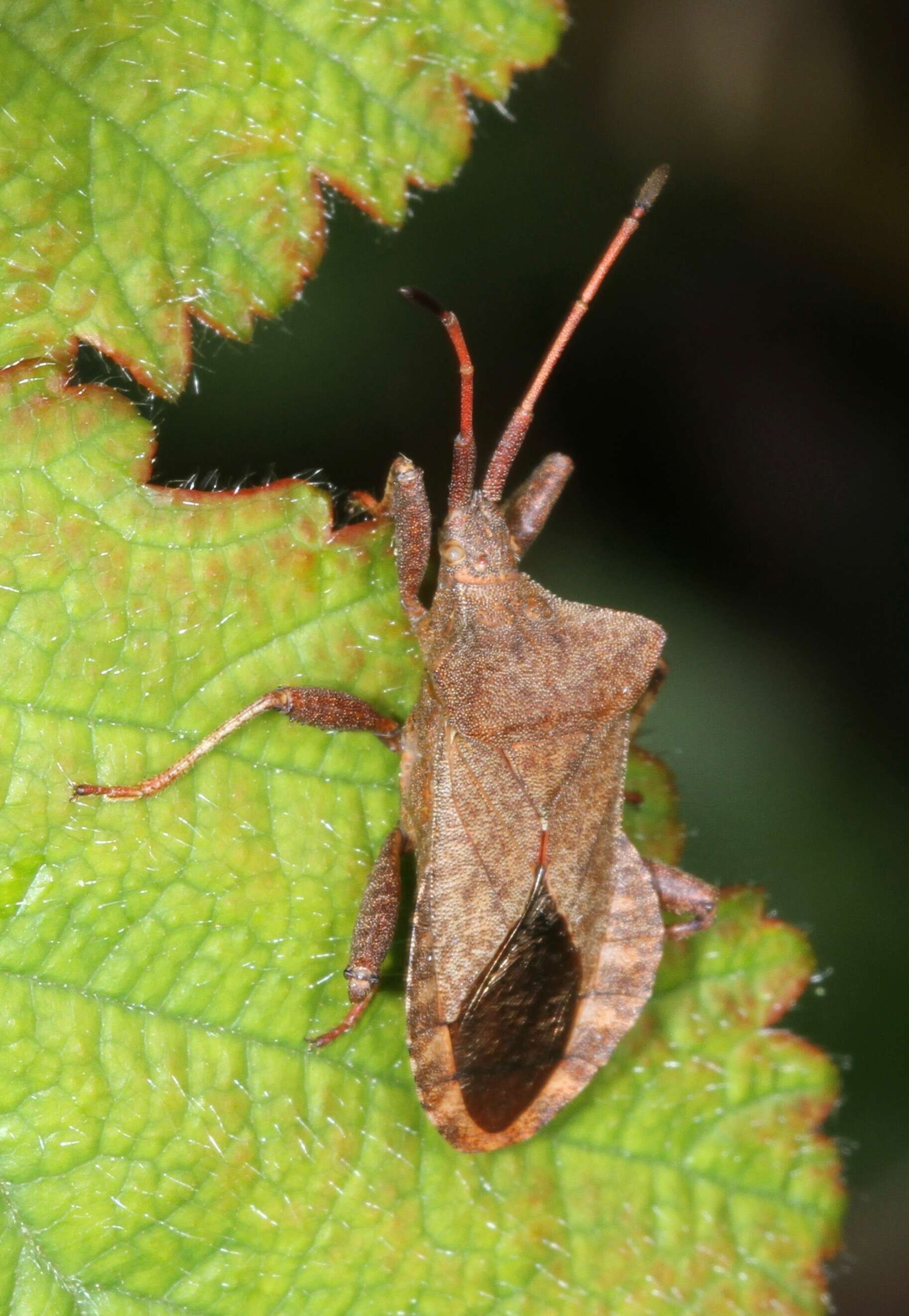 Image of Coreus