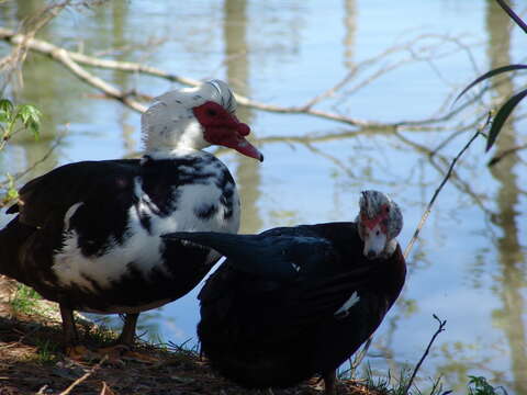 Image of Cairina Fleming & J 1822