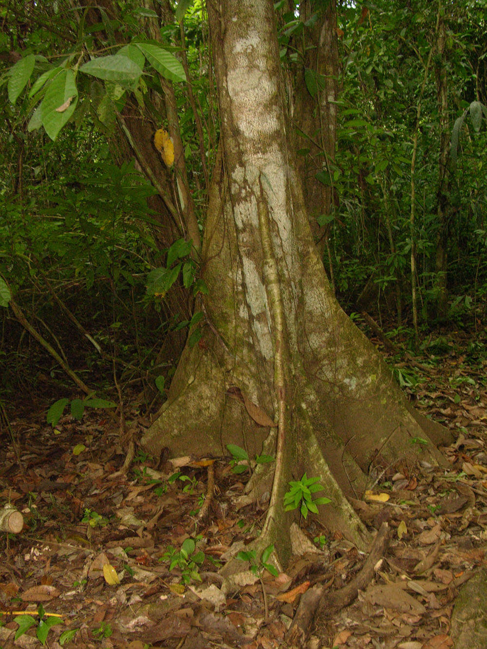 Image of Apeiba tibourbou Aubl.