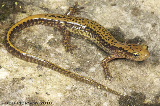 Image of Longtail Salamander