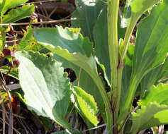 Image of Florida Indian plantain