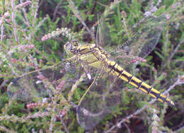 Image of Skimmers (Dragonflies)