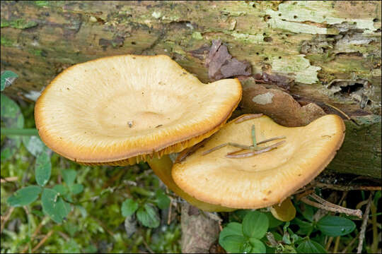 Image of Tricholomopsis decora (Fr.) Singer 1939