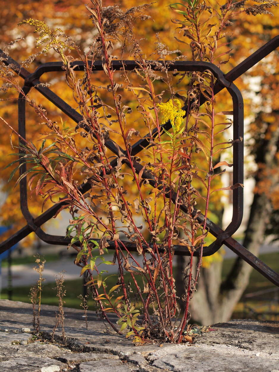 Image of Canada goldenrod