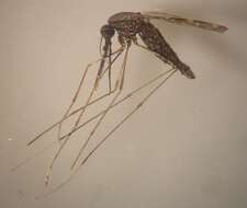 Слика од Маларичен комарец