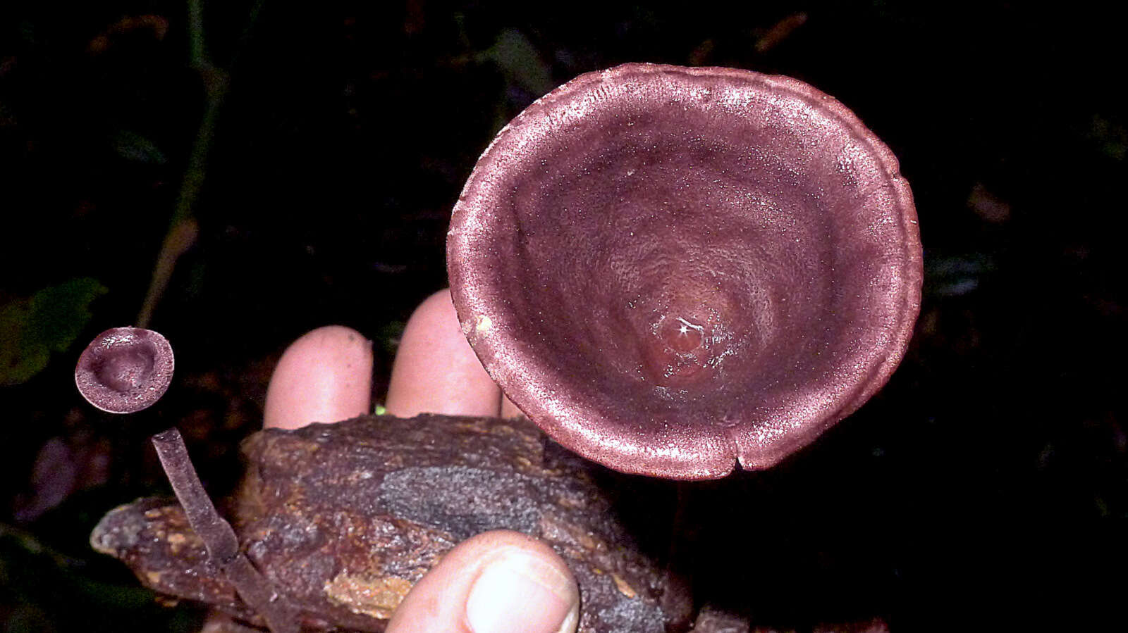 Image of Lentinus