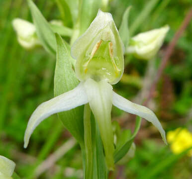 Image of Fringed orchids