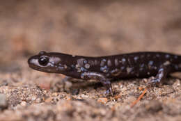 Image of mole salamanders