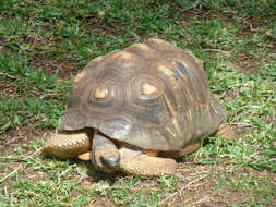 Image of Radiated Tortoise