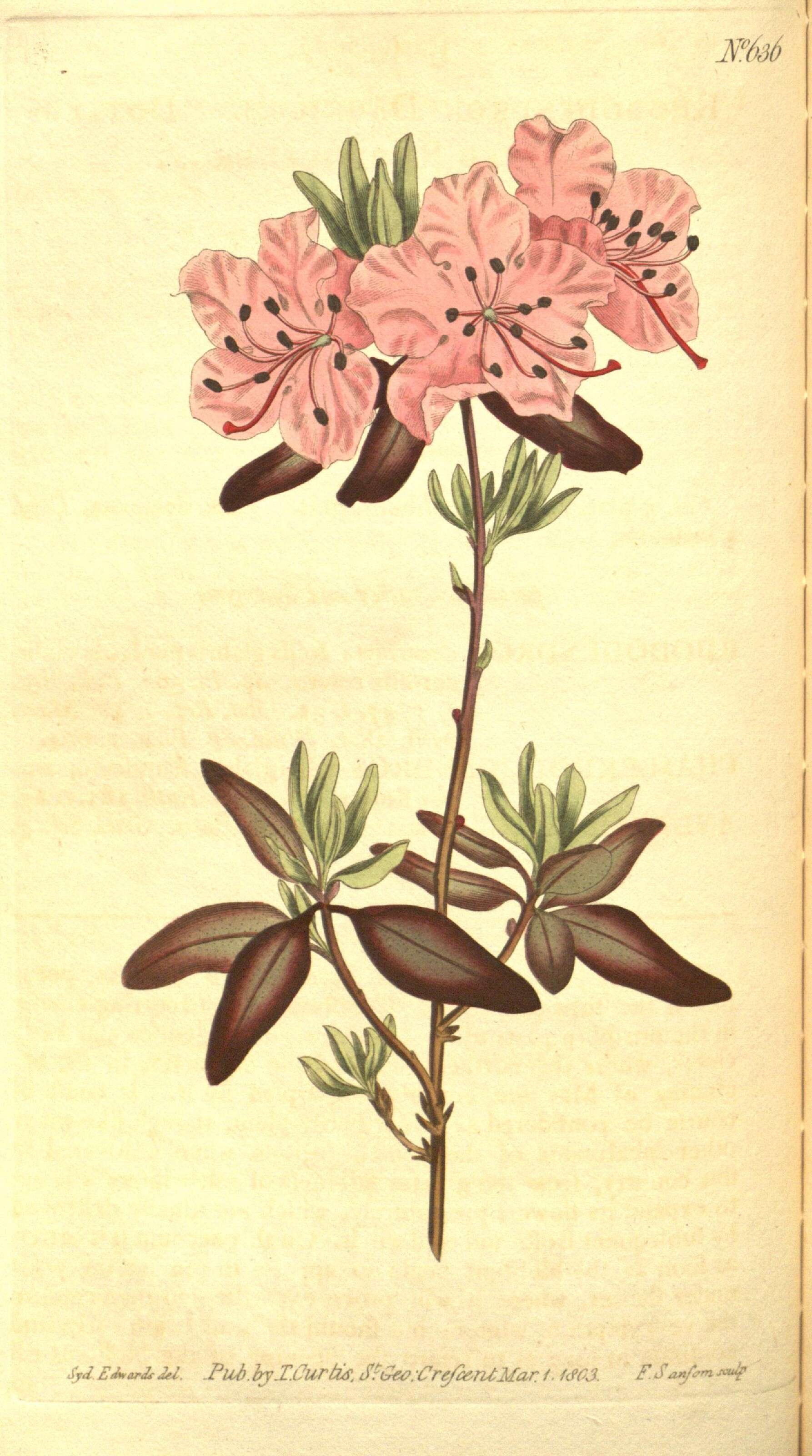 Image of Rhododendron dauricum L.