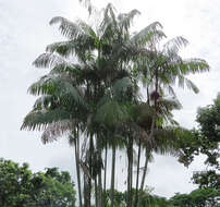 Image of Assai palm