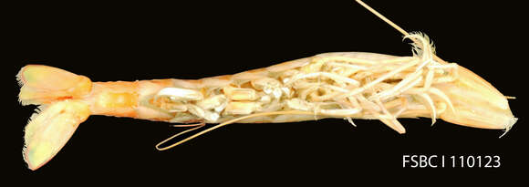 Image of Brown shrimp