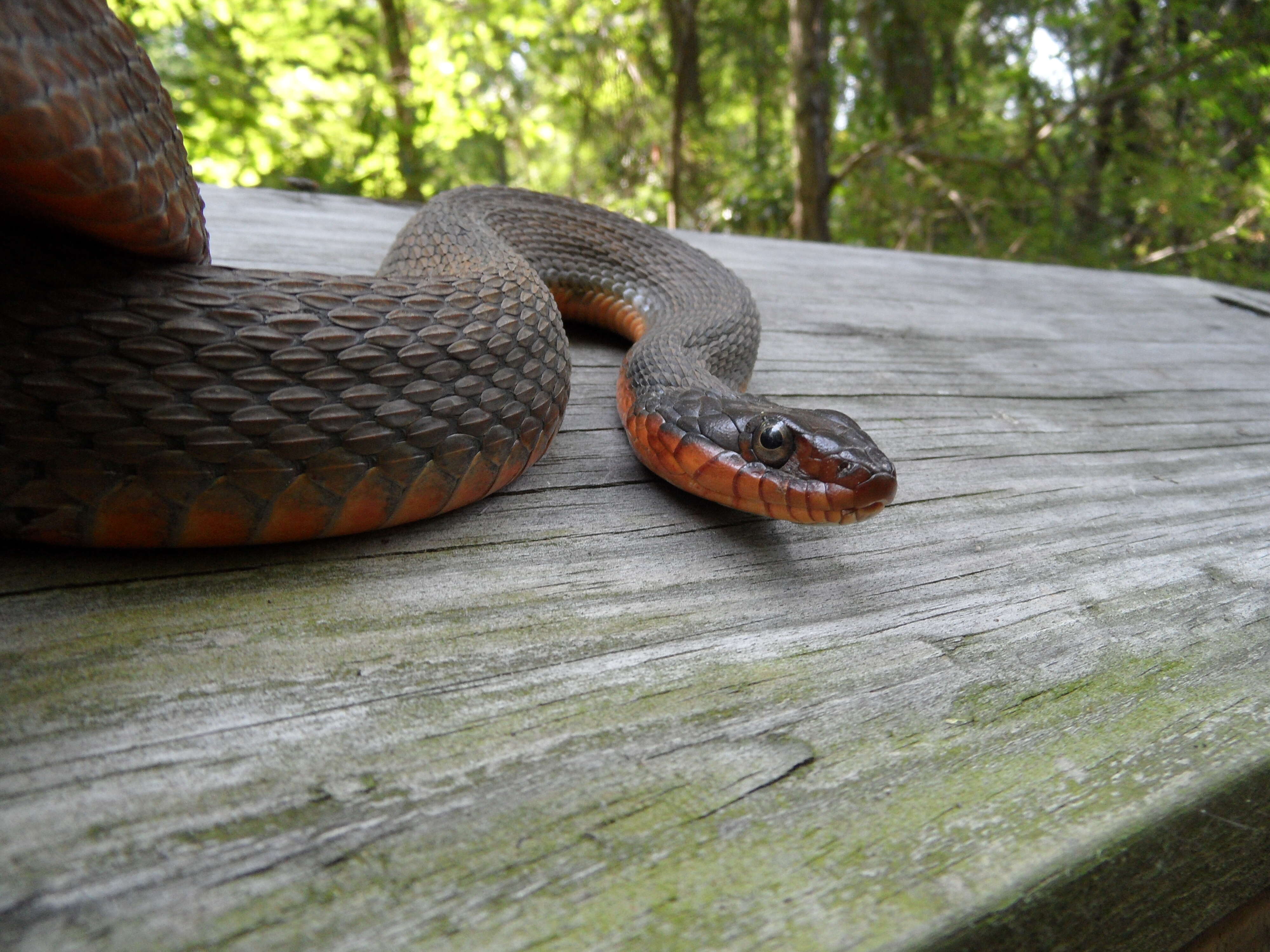 Sivun Nerodia erythrogaster (Forster ex Bossu 1771) kuva