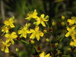 Image of cluster-leaf st.john's wort