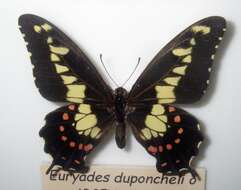 Image of Euryades