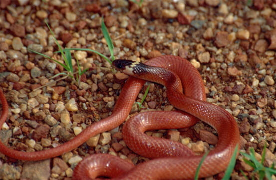 Imagem de Pseudoboa coronata Schneider 1801