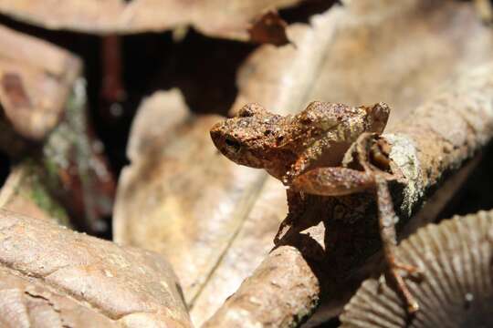 Imagem de Pristimantis Jiménez de la Espada 1870