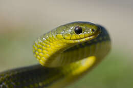 Image of Asian Green Snakes