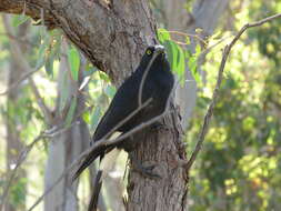 Image of Pied Currawong