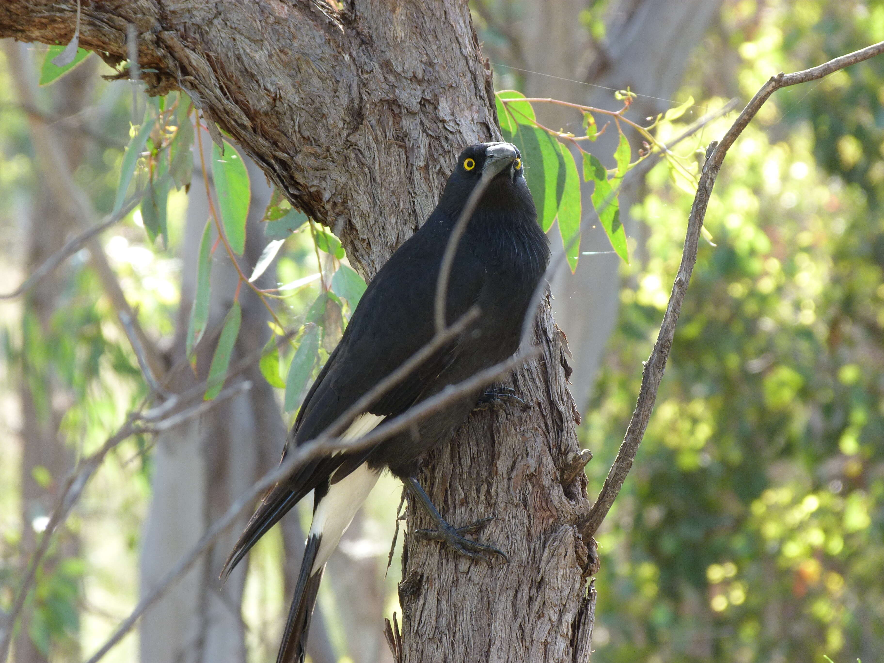 Image of Pied Currawong