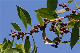 Image of mangrove