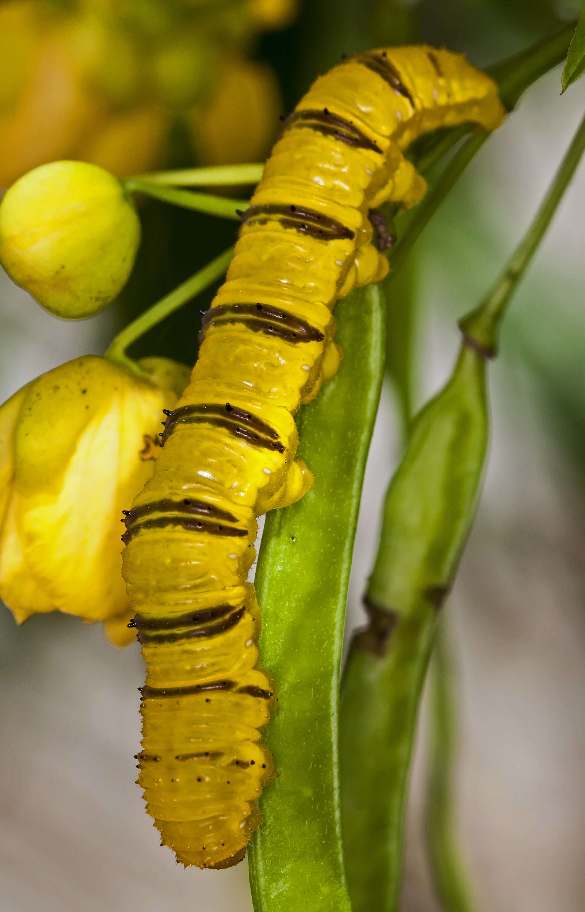 صورة Phoebis philea (Linnaeus 1763)