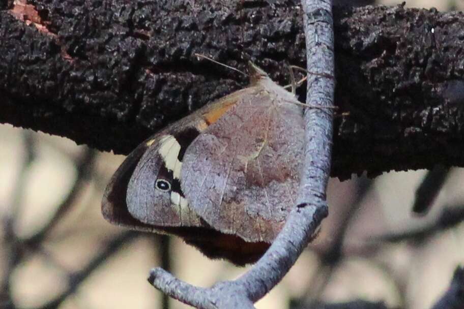 Image of Heteronympha merope merope