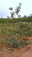 Image of Vitex hypoleuca Schauer