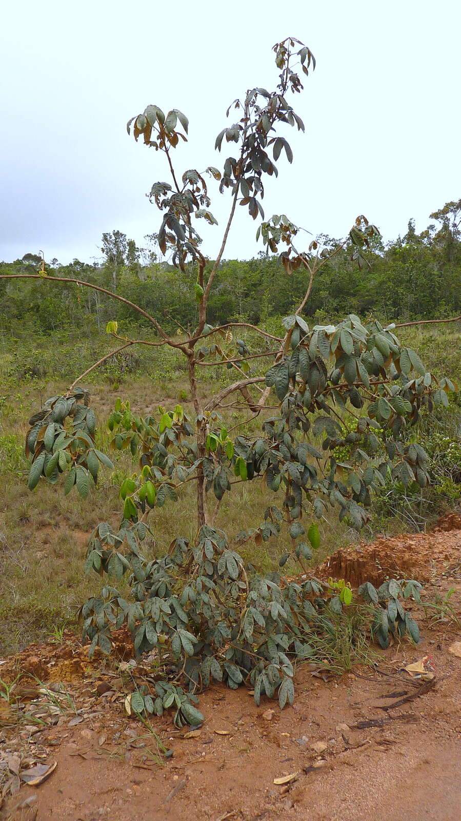 Image of Vitex hypoleuca Schauer