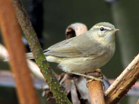 Image de Pouillot brun