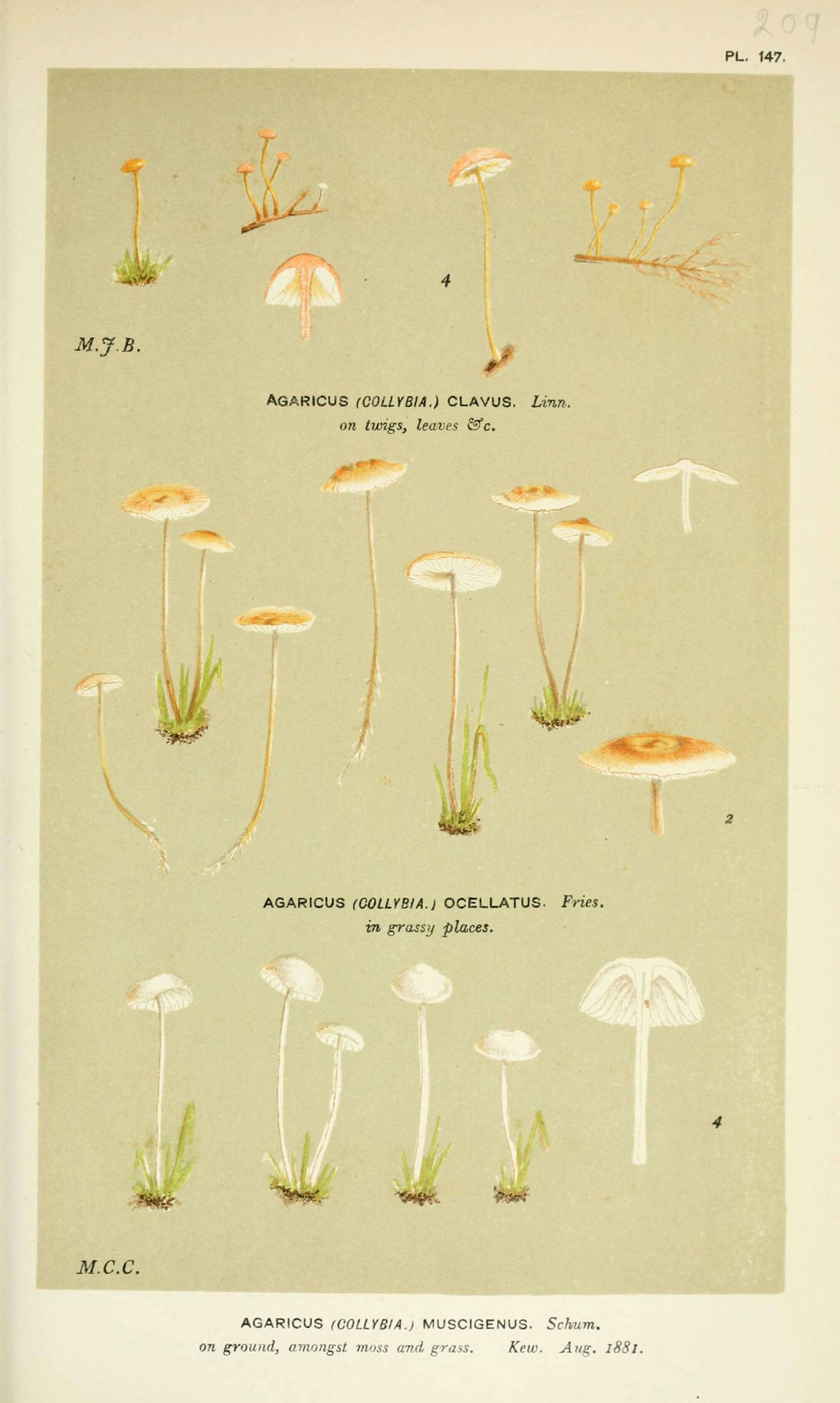 Image of Agaricus clavus