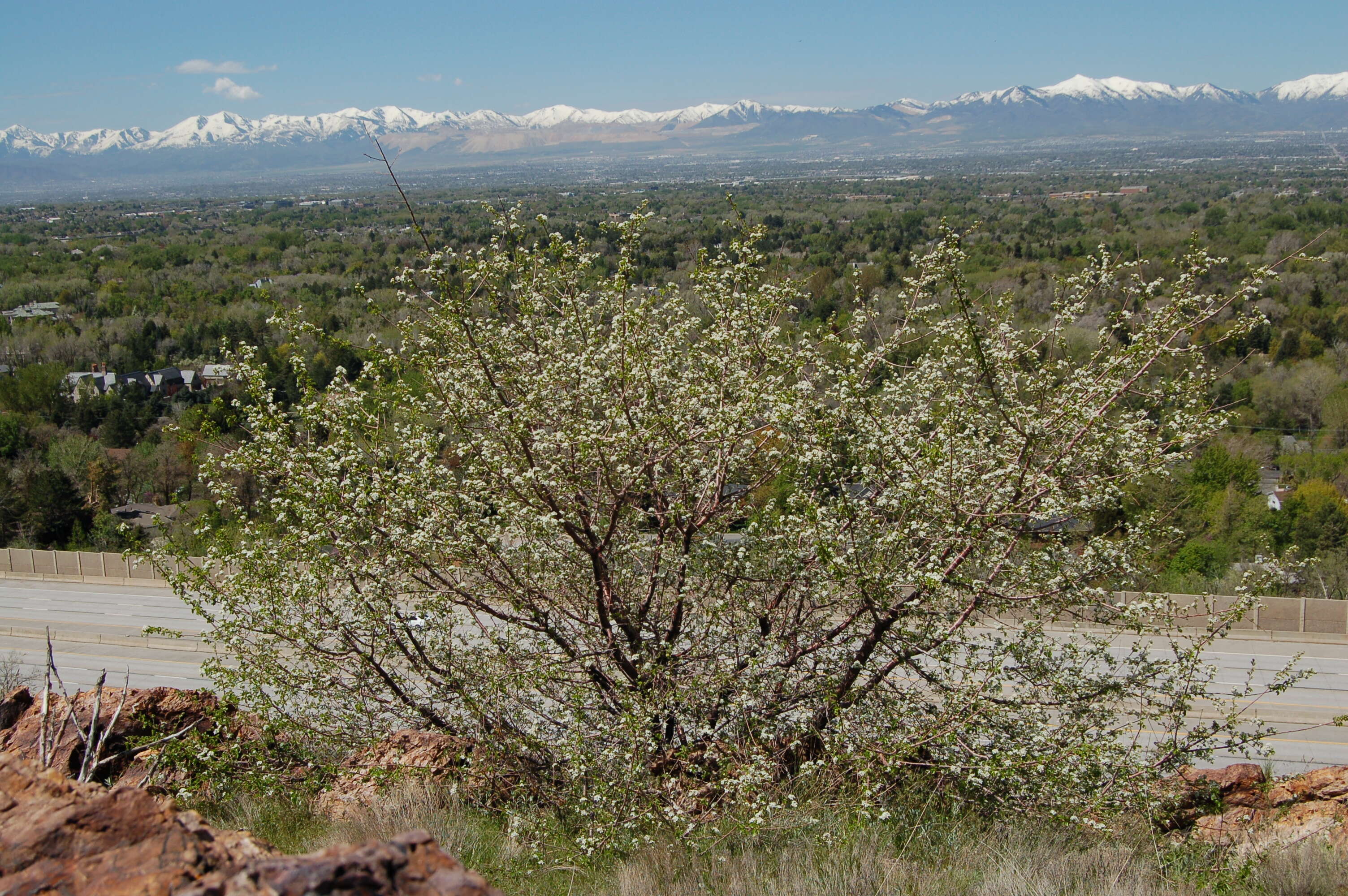 Image of Mahaleb cherry